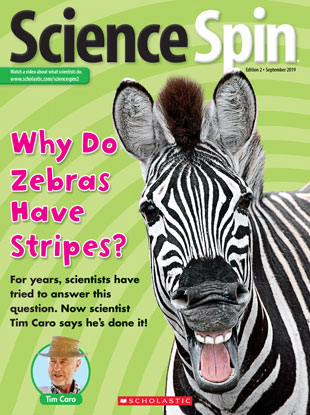 Zebra Lining Science Why Do Zebras Have Stripes? - September 2019