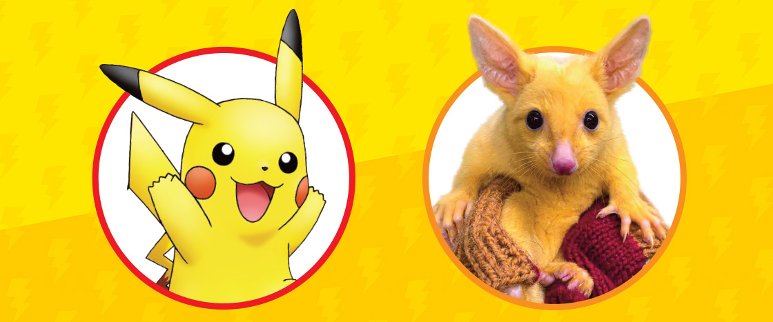 Image of Pikachu and then image of a yellow rodent type creature