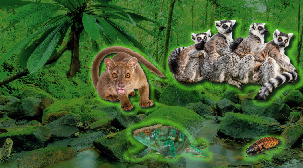 Image of cougar, chamelon, and lemurs