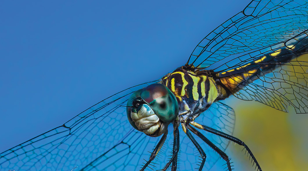 Close-up image of a dragonfly